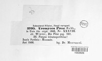 Uromyces dactylidis image